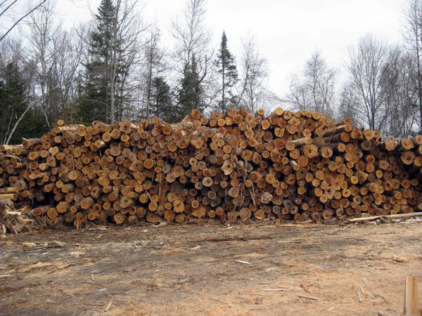 Our Log Yard